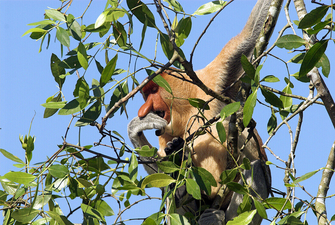 Proboscis Monkey (Nasalis larvatus), old male, sitting in magrove tree and feeding on leaves, Sungei Hitam, Borneo, Kaliimantan, Indonesia