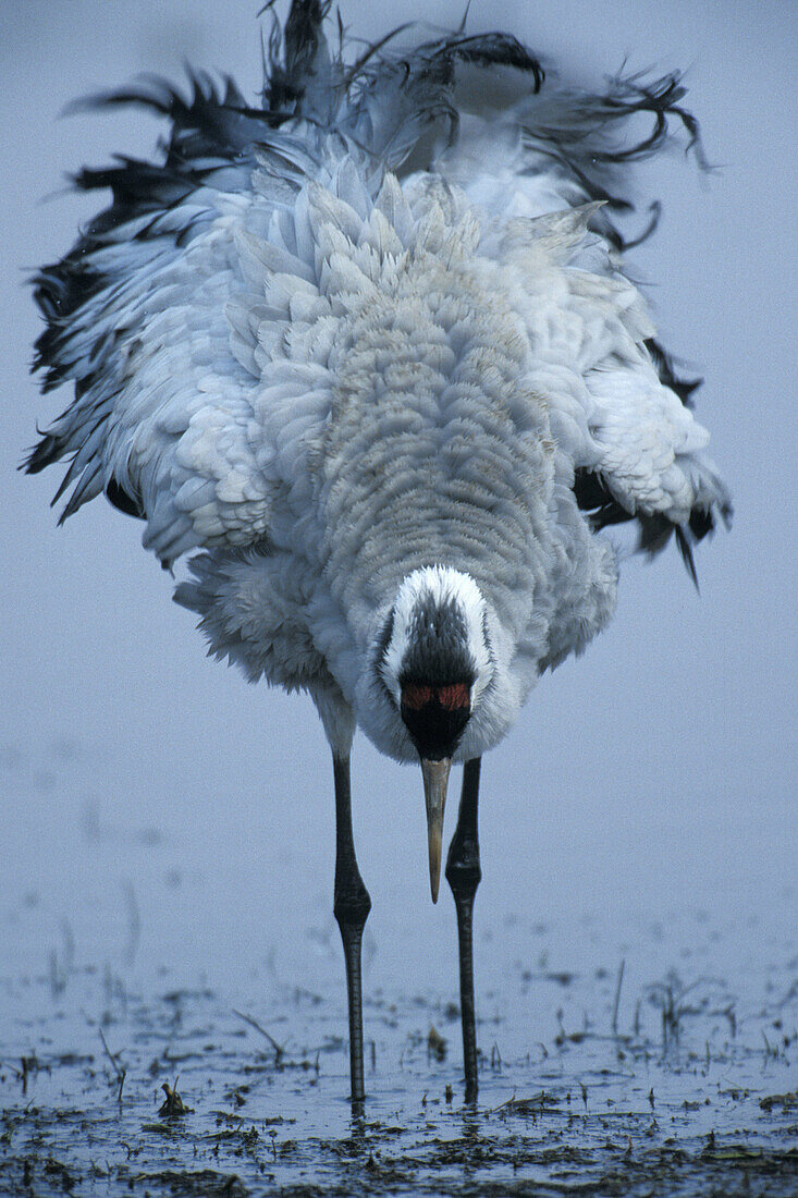 Crane shakes his feathers