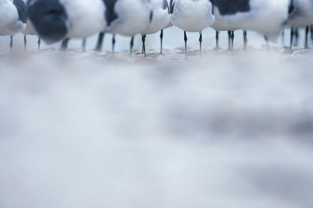 A group of gulls resting on the beach of Sanibel Island at the Westcoast of Florida. USA