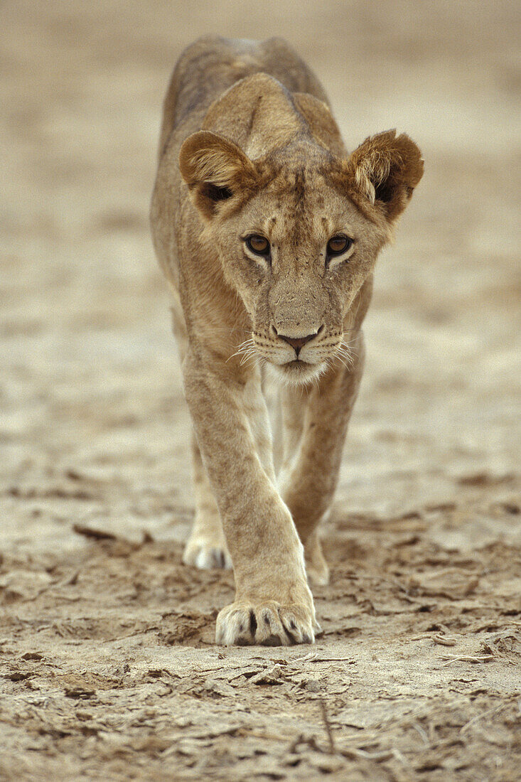 Young Lioness wandering through the land of her group and looks directly to the lense.