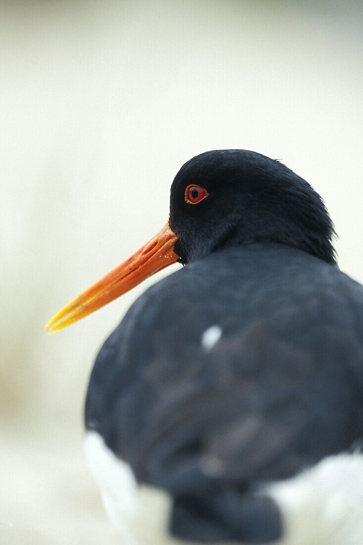Portrait of an Oystercatcher at the beach of Helgoland island. Germany