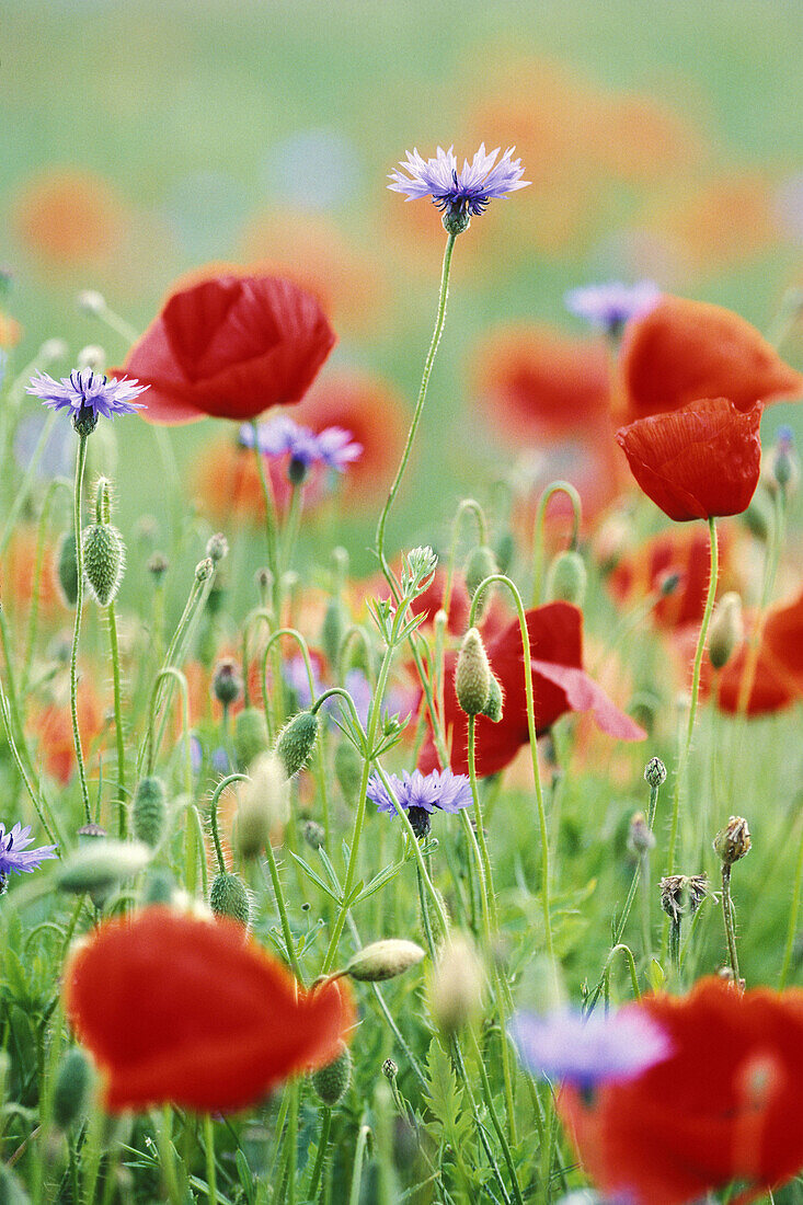 Poppies and others at the edge of a cornfield.