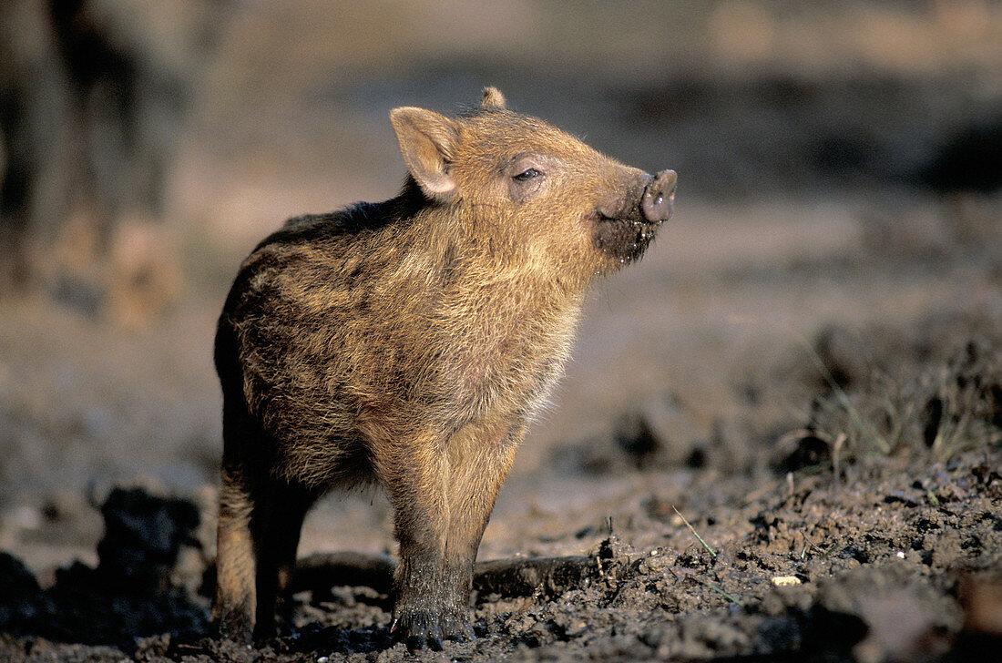Portrait of a young Wild Boar in the near of his mother.