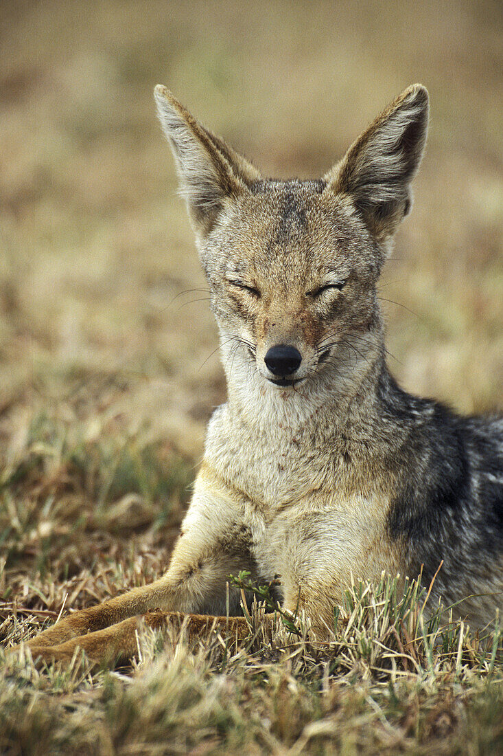 Portrait of a sleeping Black Backed Jackal. Masai Mara, Kenya.