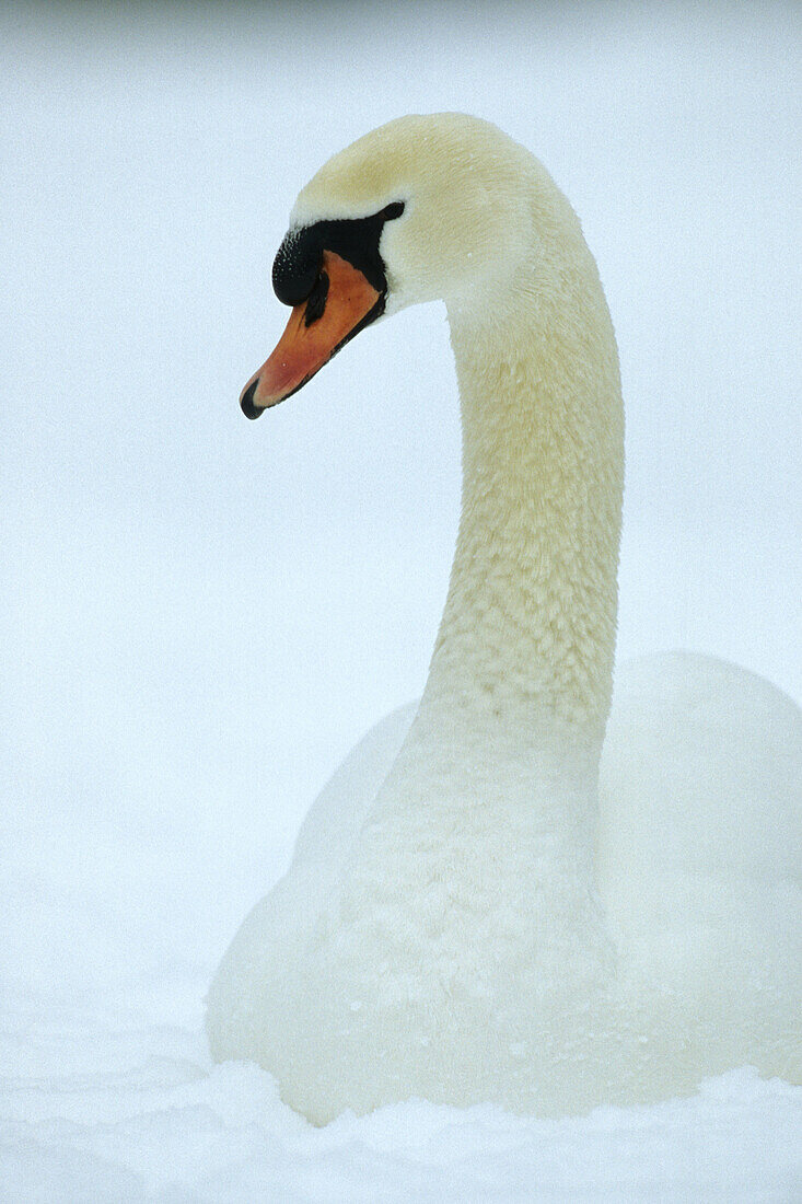 Mute swan in the snow at the River Isar in Munich. Isar, Bavaria. Germany