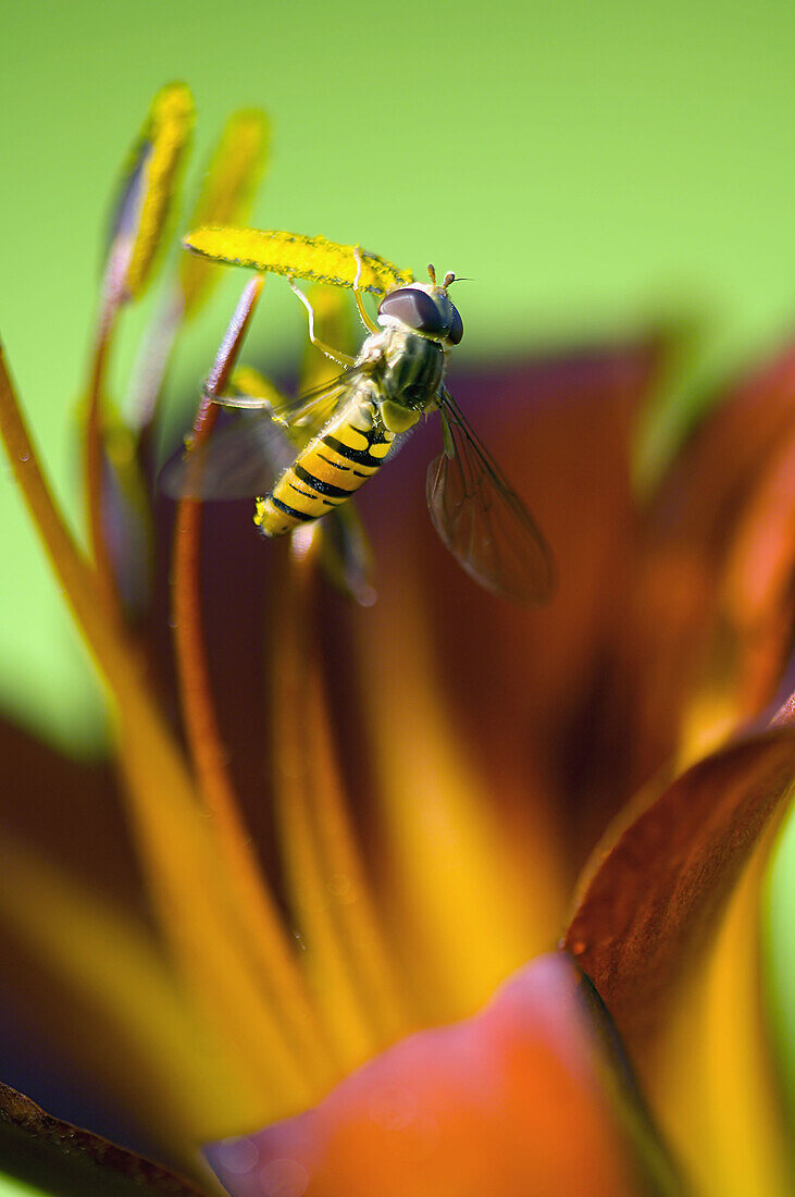 Fly (Episyrphus balteatus).