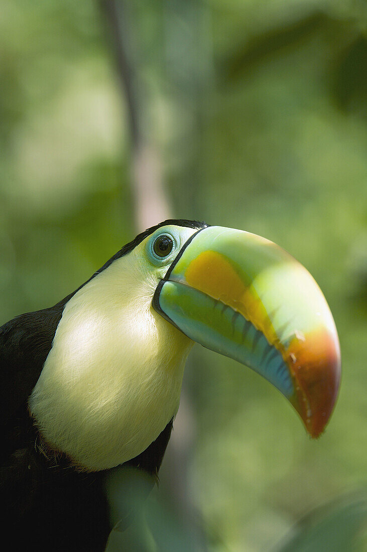 This Toucan lives naturally in rainforests from Mexico to Ecuador and Columbia.