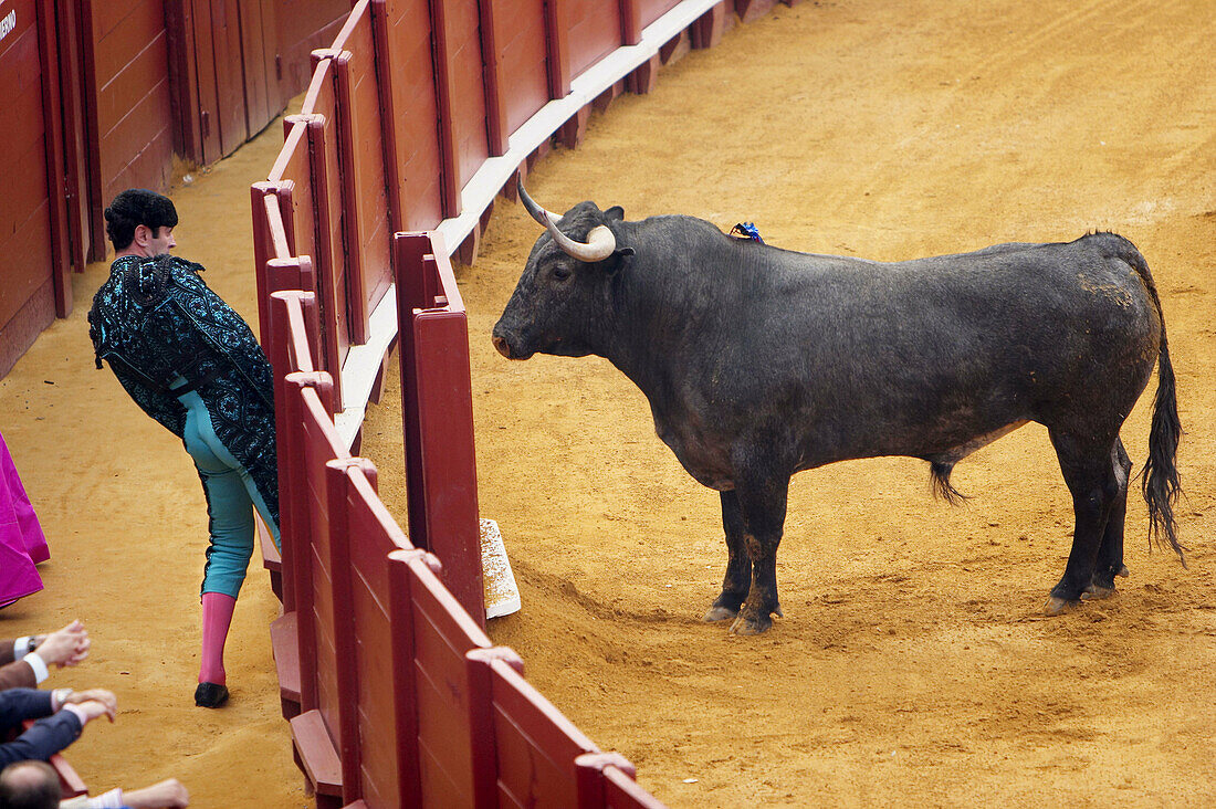 Bullring. Bull and bullfighter.