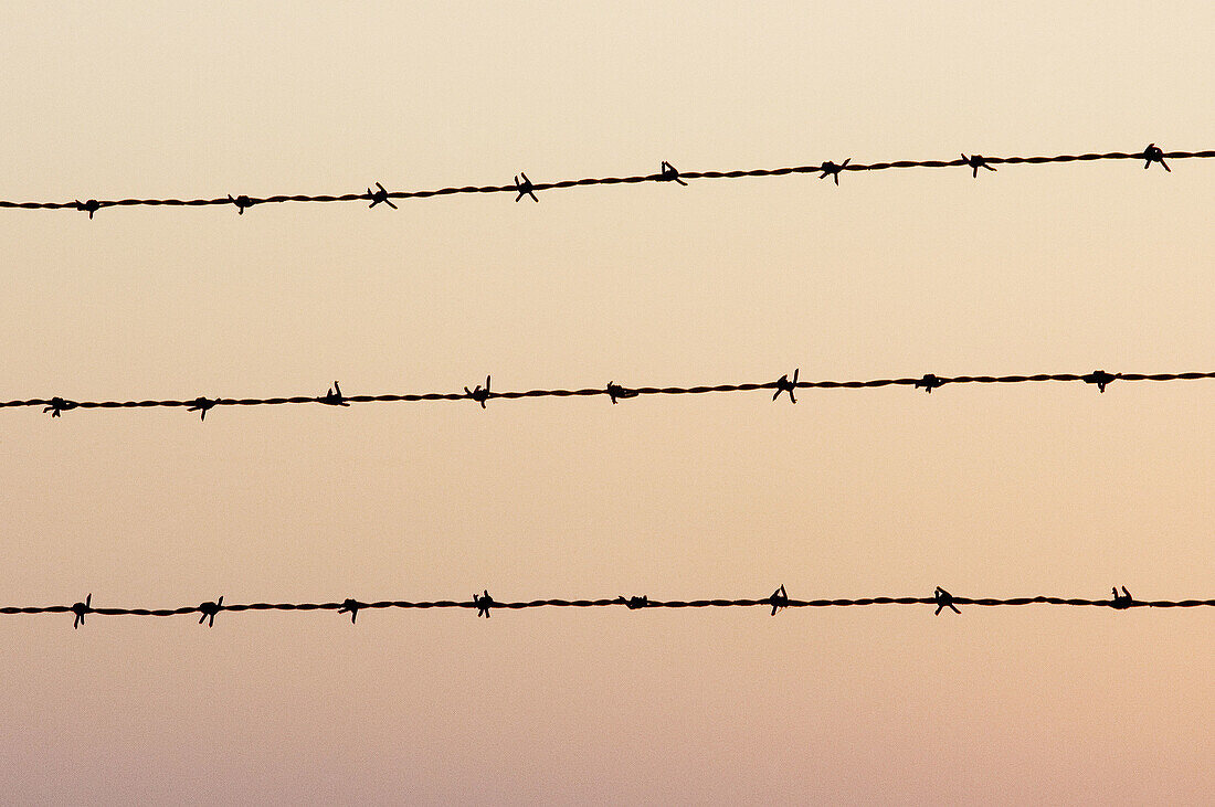 Barbed wire, Close up, Close-up, Closeup, Color, Colour, Concept, Concepts, Detail, Details, Difficult, Difficulty, Evening, Metal, Metallic, Pain, Problem, Problems, Security, Symbolic, Texture, Textures, Wire, Wire fence, Wire fences, T83-552716, agefot