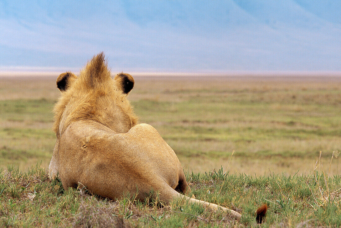 Africa, Tanzania, Ndutu, Ngorongoro Conservation Area, Male African Lion (Panthera Leo)