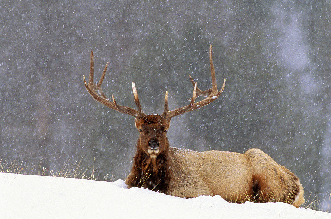North America, USA, Montana, Yellowstone National Park. Elk (Cervus elaphus)