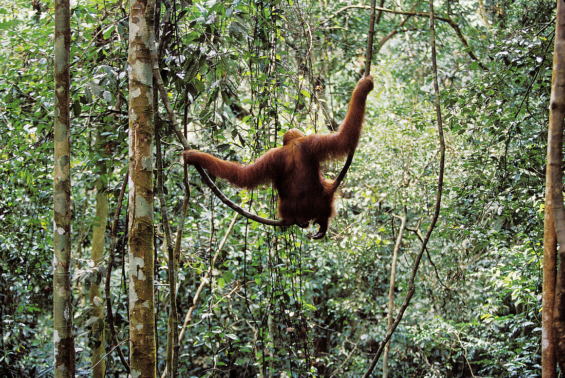 Asia, Indonesia, Sumatra, Ganung Leuser NP, Sumatran orangutan (Pongo pygmaeus abelii)
