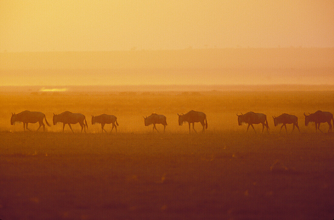 AFRICA, Kenya, Masai Mara Wildebeest Migration