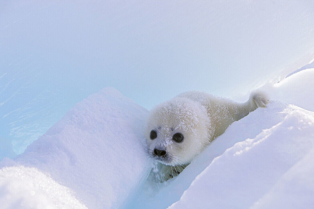 Arktis, Baby, Farbe, Fauna, Gesicht, Gesichter, Harfe, Harfen, Iles de la madeleine, Jung, Junger Hund, Kälte, Kanada, Klein, Leben, Mantel, Marinesoldat, Nahe, Natur, Nordamerika, Pagophilus groenlandicus, Pelz, Phoca groenlandica, Québec, Robbe, Robben,