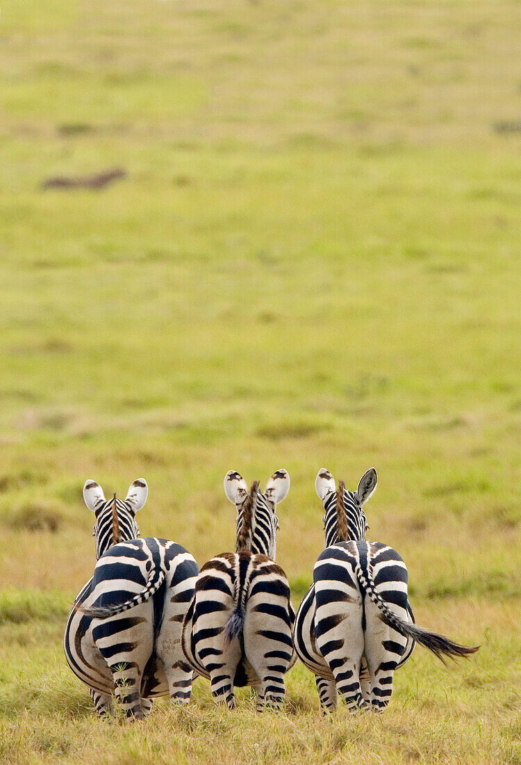 Plains  Zebra (Equus bruchelli) grazing in golden grass