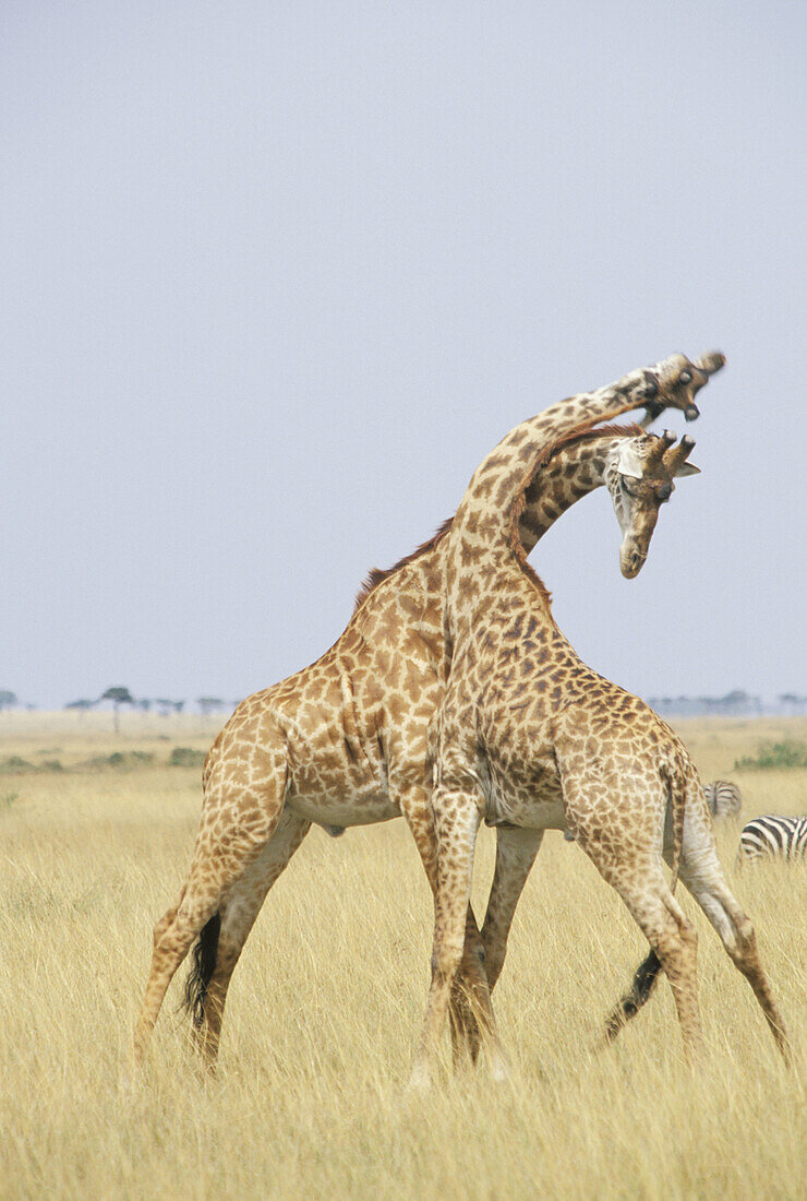 Giraffes (Giraffa camelopardalis) fighting