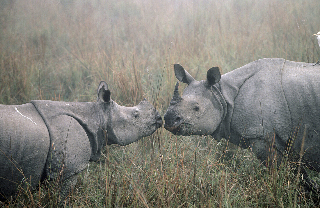 Indian one horwes rhinoceros. Kaziranga National Park. India