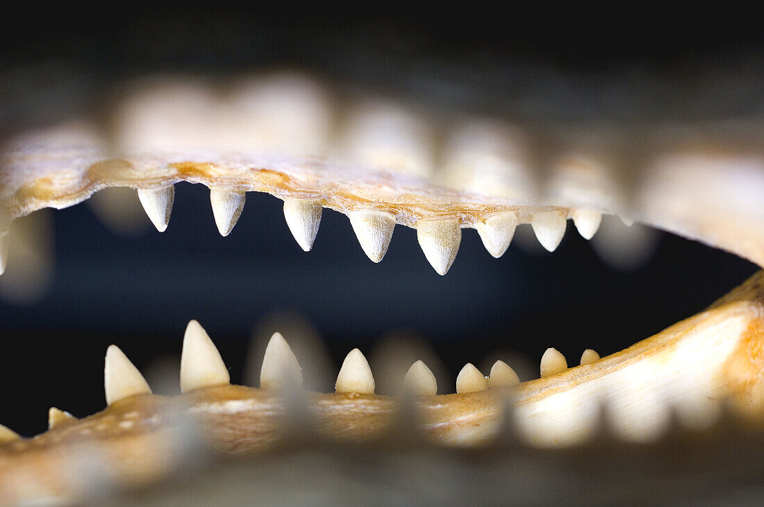 Detail of [legally harvested] preserved alligator head.