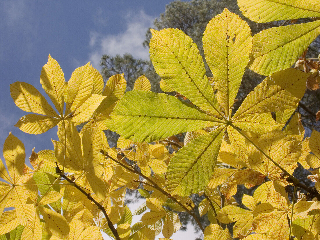 Autumn leaves.