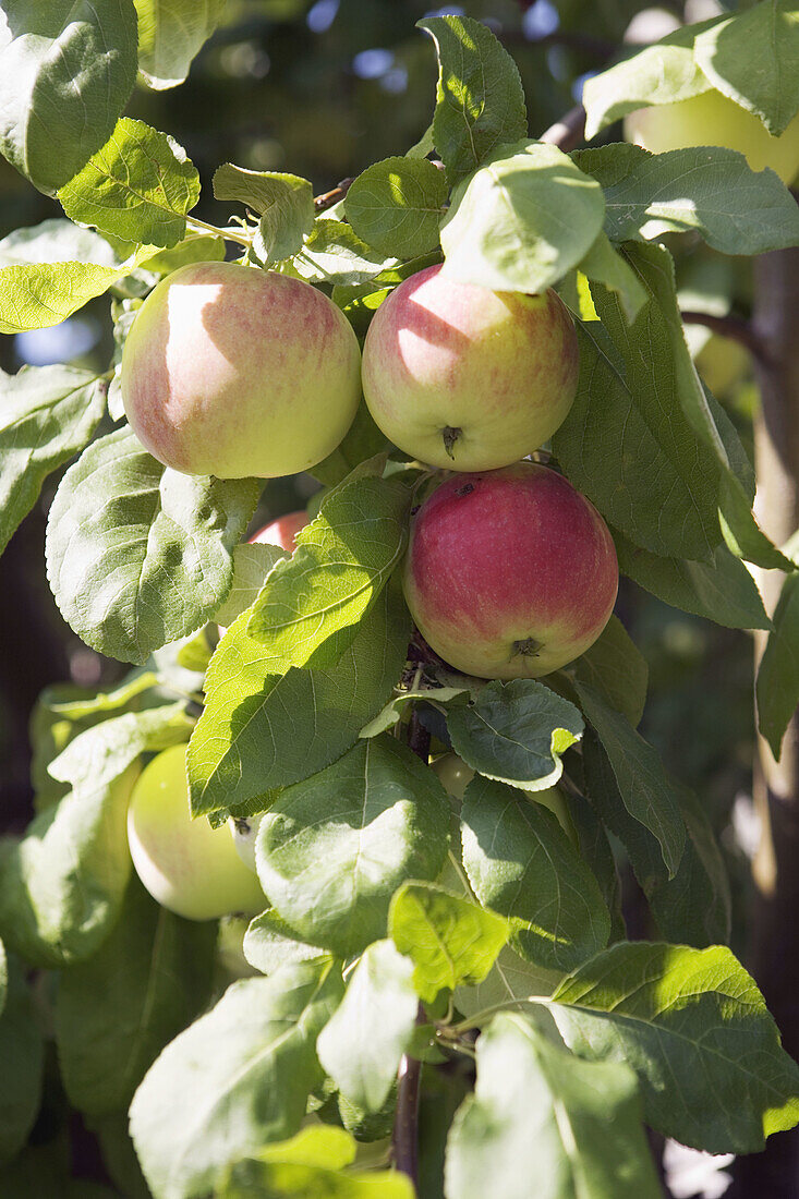 Agriculture, Apple, Apple tree, Apple trees, Apples, Background, Backgrounds, Botany, Branch, Branches, Color, Colour, Country, Countryside, Crop, Crops, Daytime, Detail, Details, Exterior, Farming, Field, Fields, Fruit, Fruit tree, Fruit trees, Fruits, N