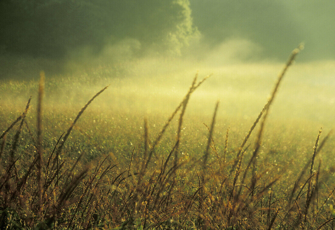 Early morning mist. Northwestern  Wisconsin. USA.