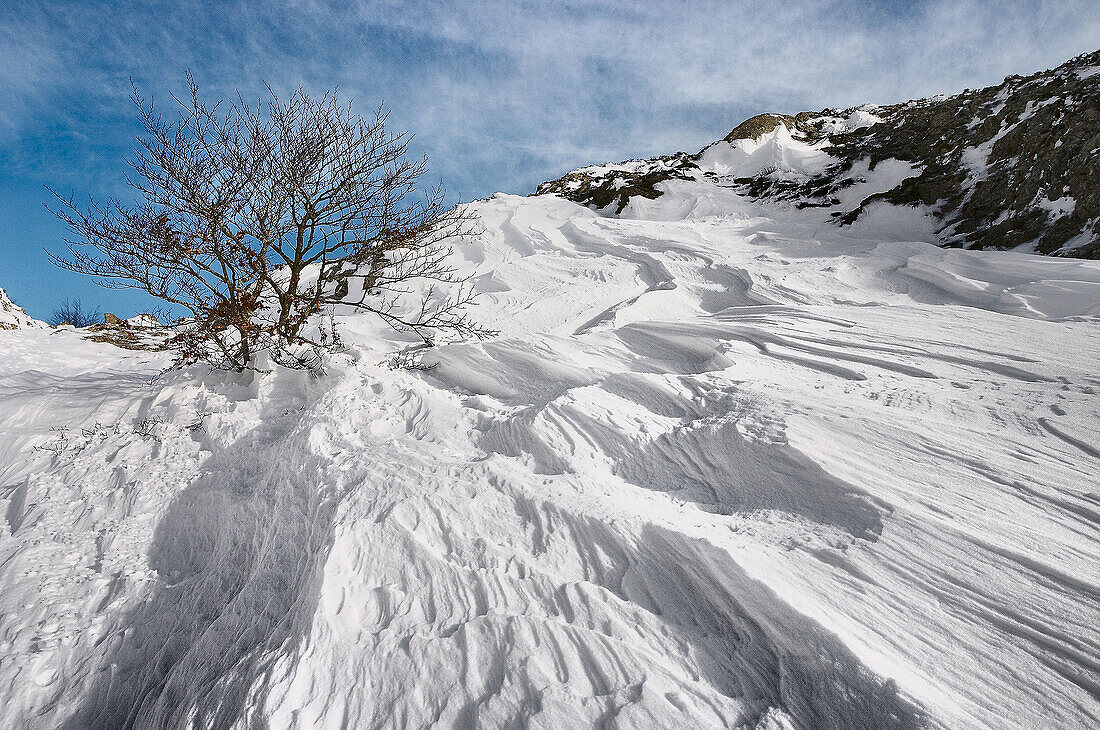 Tree in Codés mountain, (Navarra). Spain.