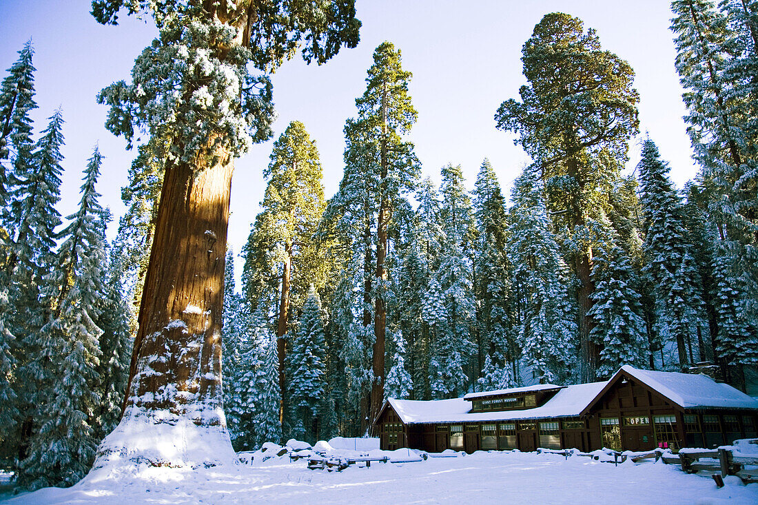 Ski lodge after fresh snow in  Sequoia National Park, California. USA.