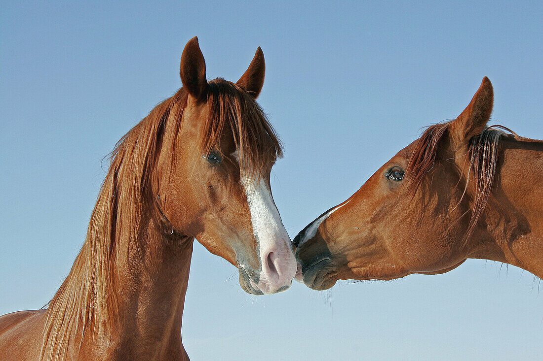 Two Arab ponies