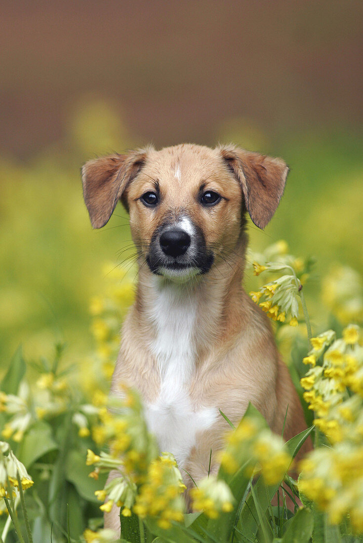 Puppy and cowslips (primula veris)