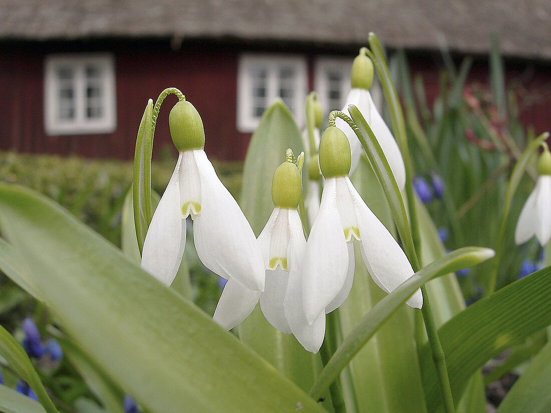 Early spring flower in Sweden