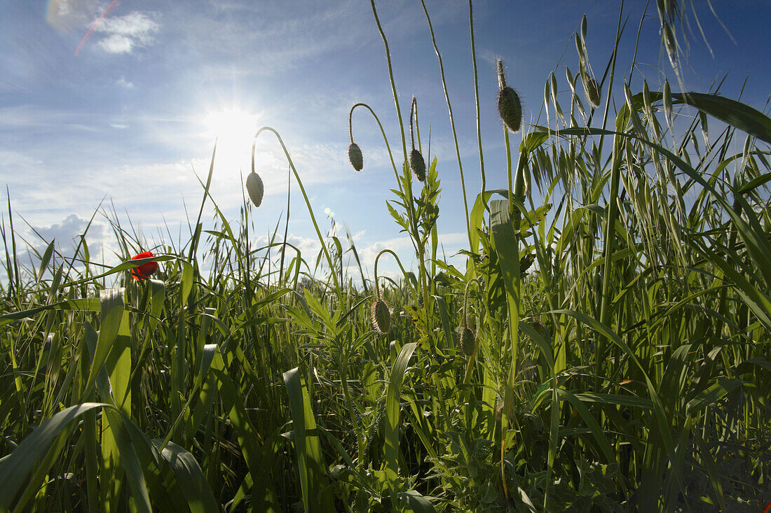 Puppy flowers growing in front of the sun. Ciudad Real province, Castilla-La Mancha, Spain