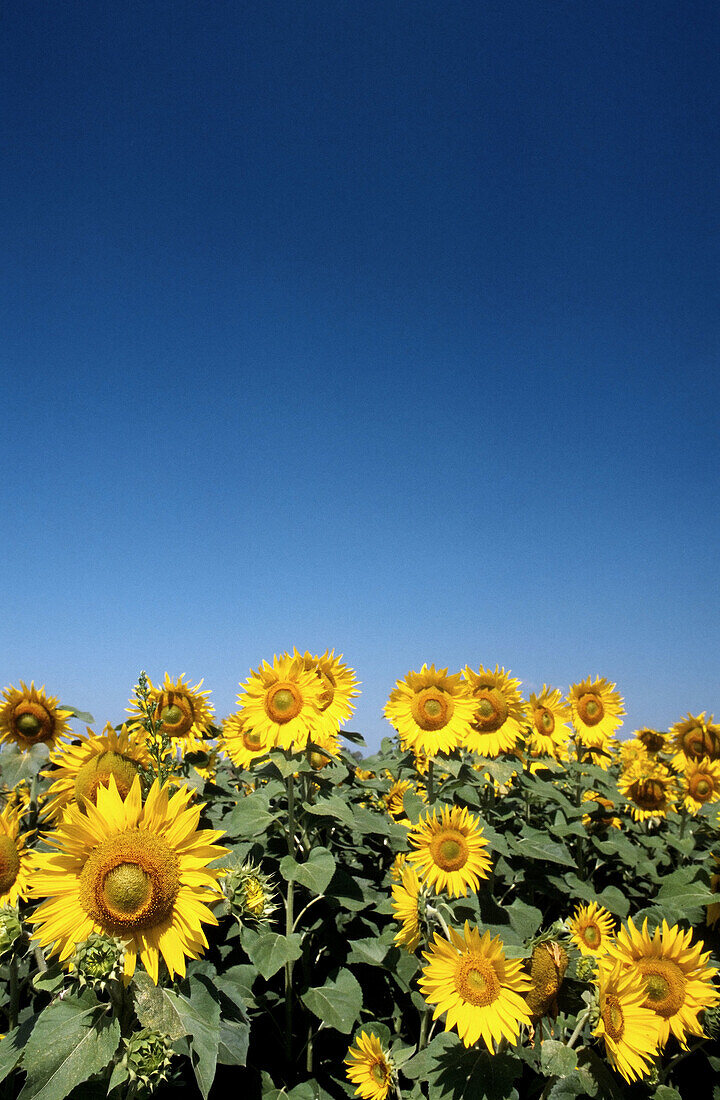 Sunflower Field and Clear Blue Sky