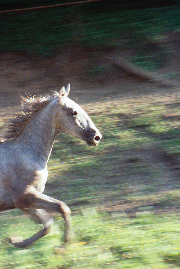 Horse running free