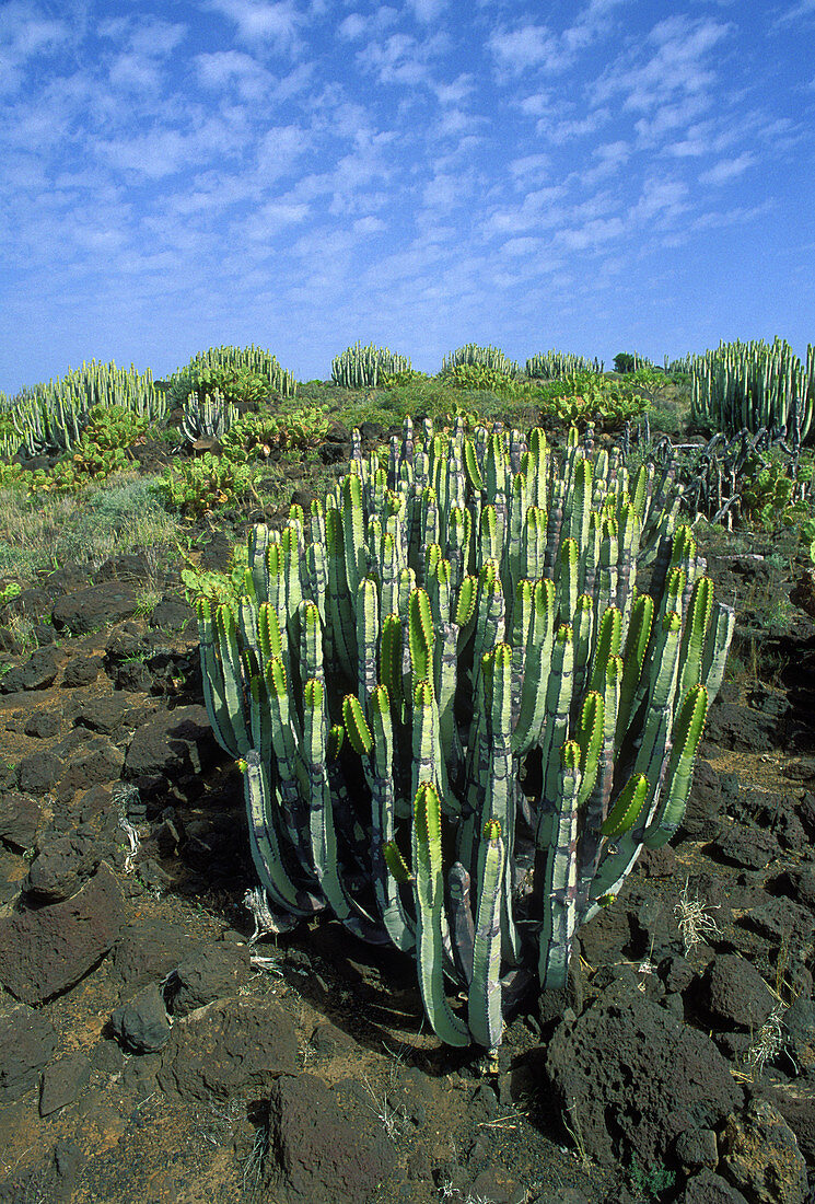 Plants (Euphorbia sp.). Punta Teno Natural Reserve. Tenerife, Canary Islands. Spain