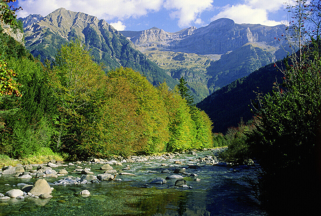 Ara River and Beech trees in Bujaruelo Valley. Pyrenees Mountains, Huesca province. Spain