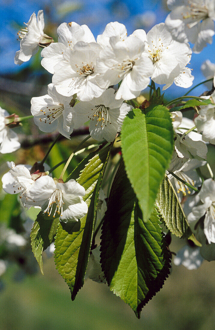 Blüten der Europäischen Rosskastanie (Aesculus hippocastanum)