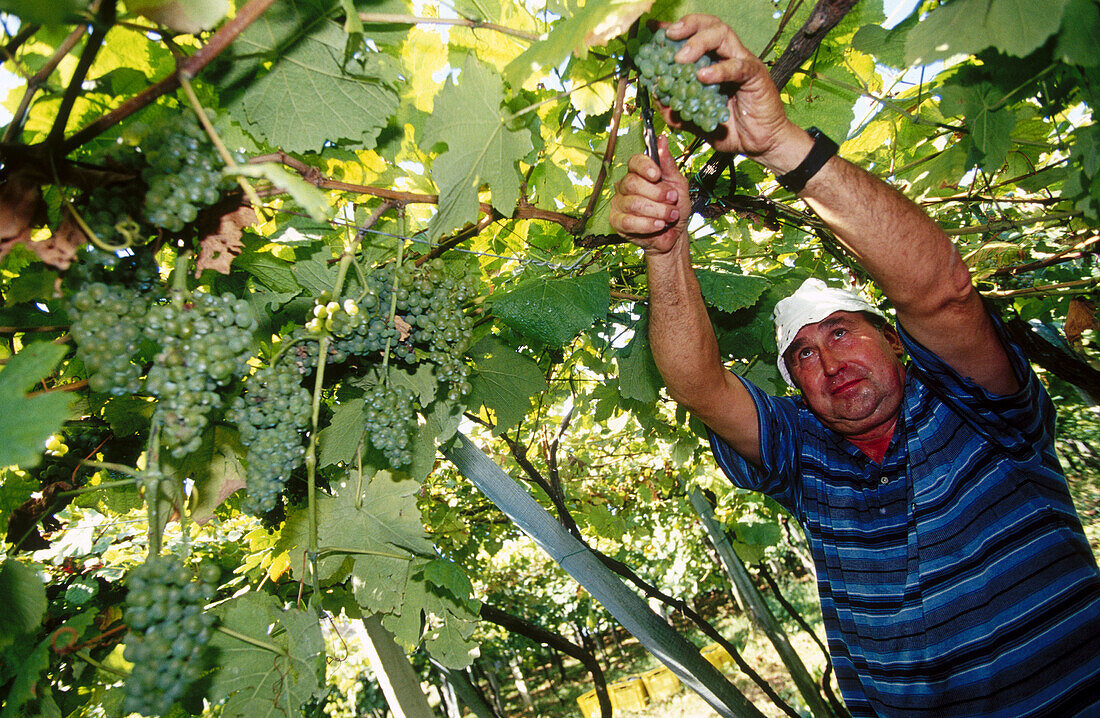 Vintage, txakoli vineyards. Getaria, Guipúzcoa, Euskadi, Spain