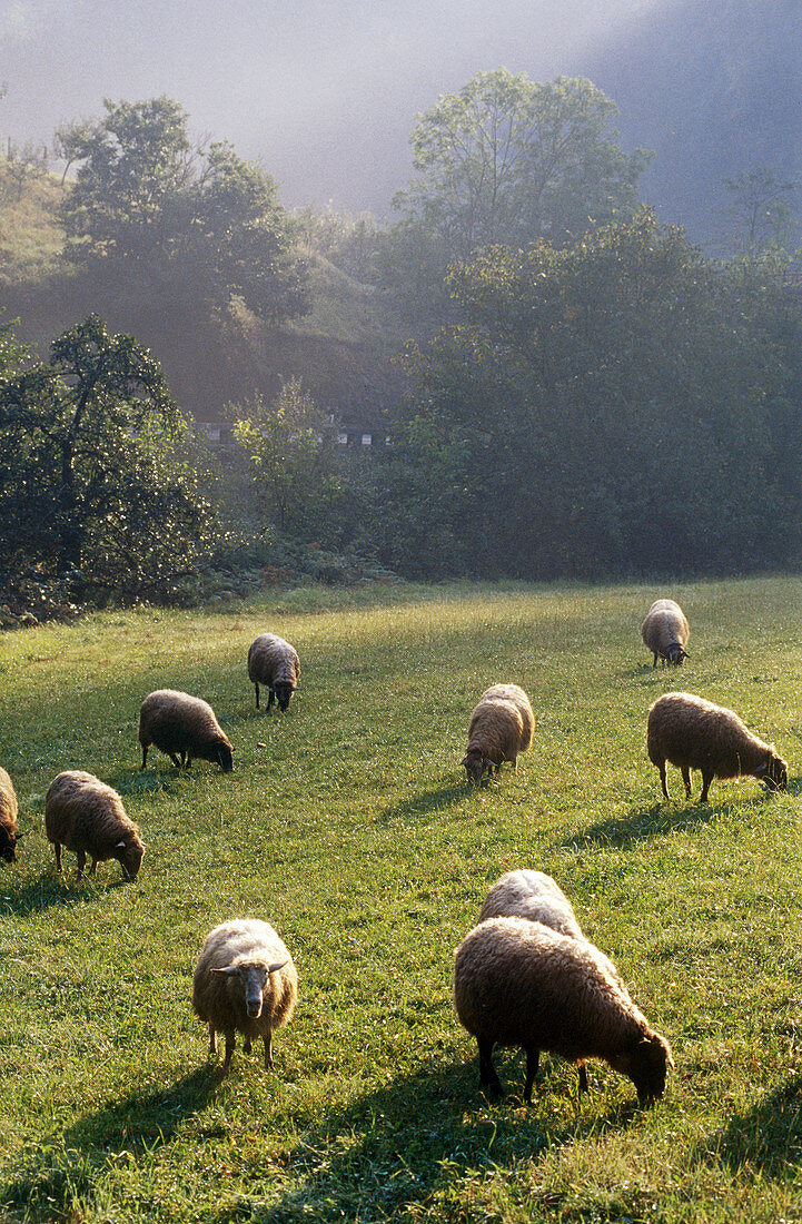 Schafe, Azkoitia. Guipuzcoa, Euskadi, Spanien