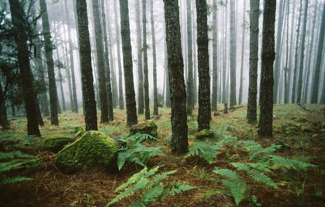 Wald im Nebel, Teneriffa. Kanarische Inseln, Spanien