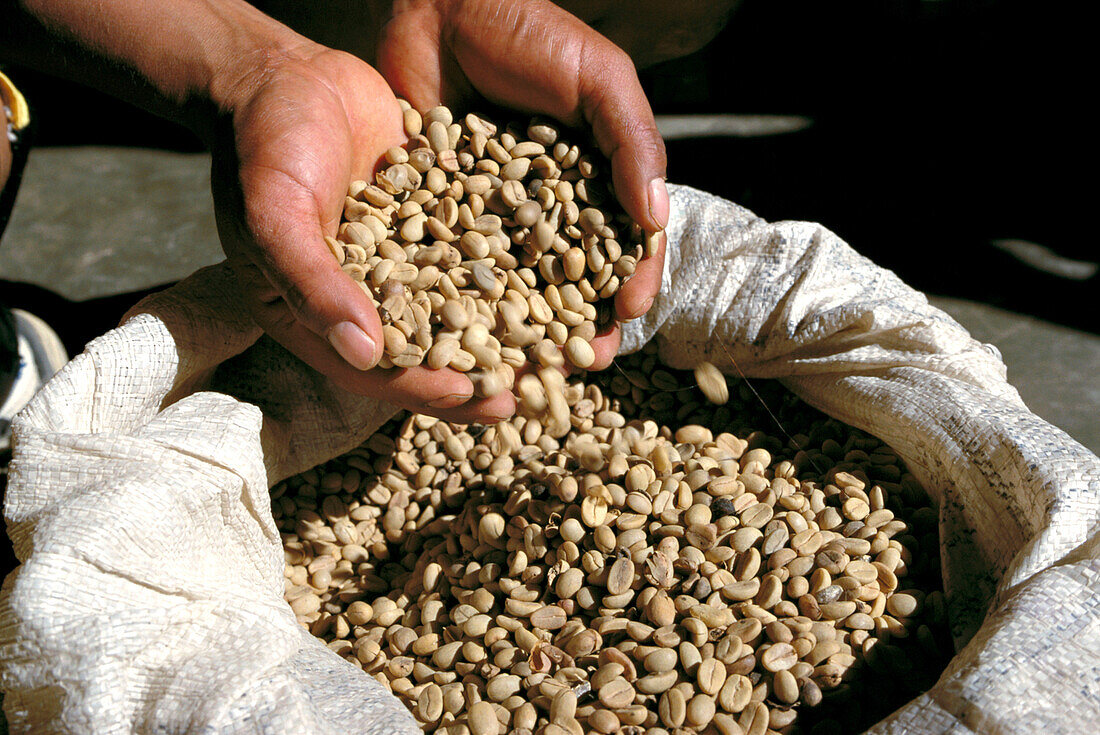Coffe beans. Los Yungas, Bolivia