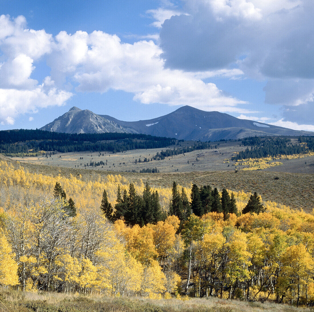 John Muir Wilderness Area, aspen trees and mountain peaks Fall Jordon Basin. Sierra Nevada. California. USA.