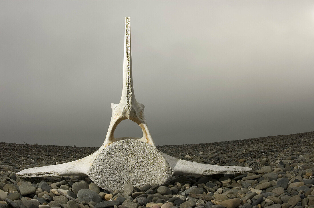 Whale Vertibrae bone on the beach of the Beaufort Sea near the mouth of the Firth river Yukon Canada.