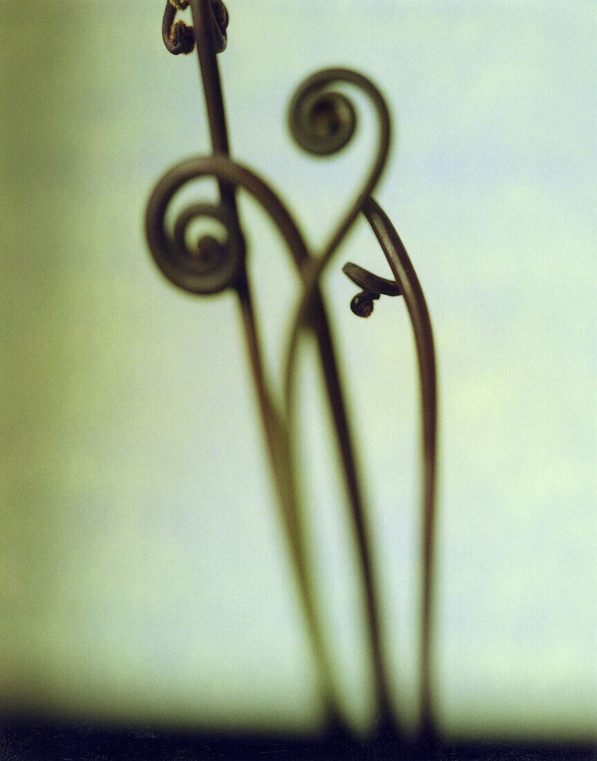 A plant that naturally curls. These are four individuals.