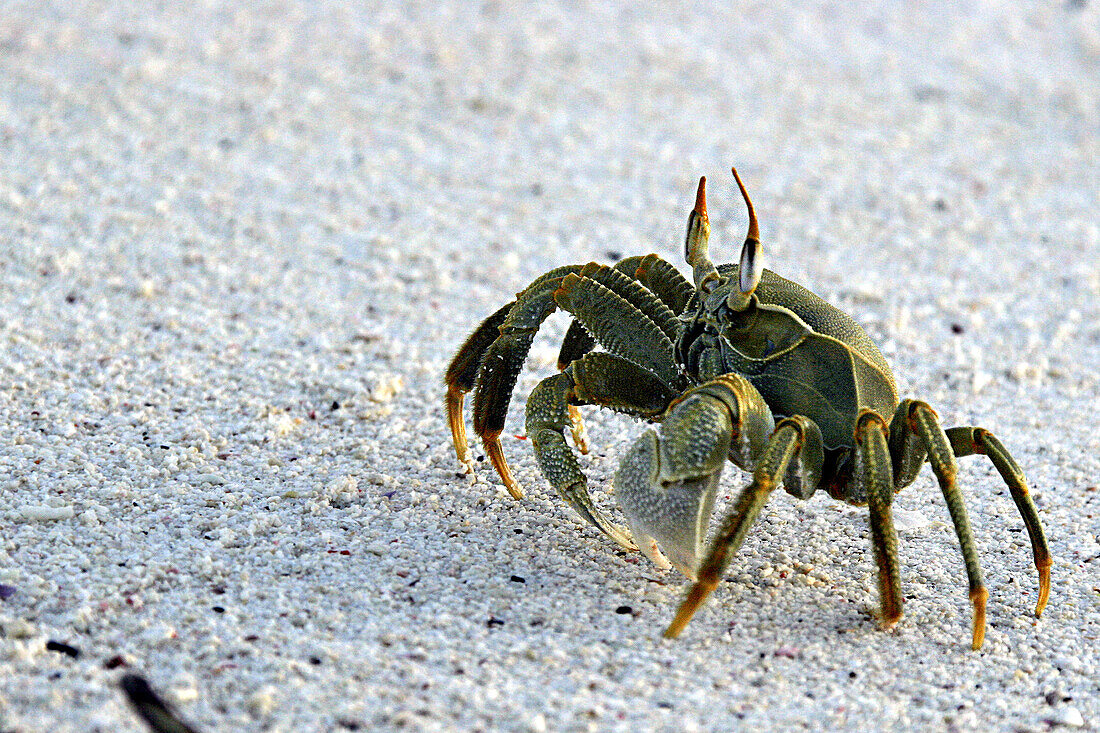 Ghost Crab (Ocypode quadrata). Seychelles