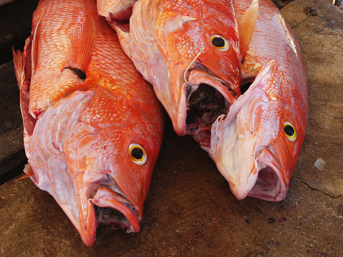 Porgies at fish shop. Los Roques, Venezuela