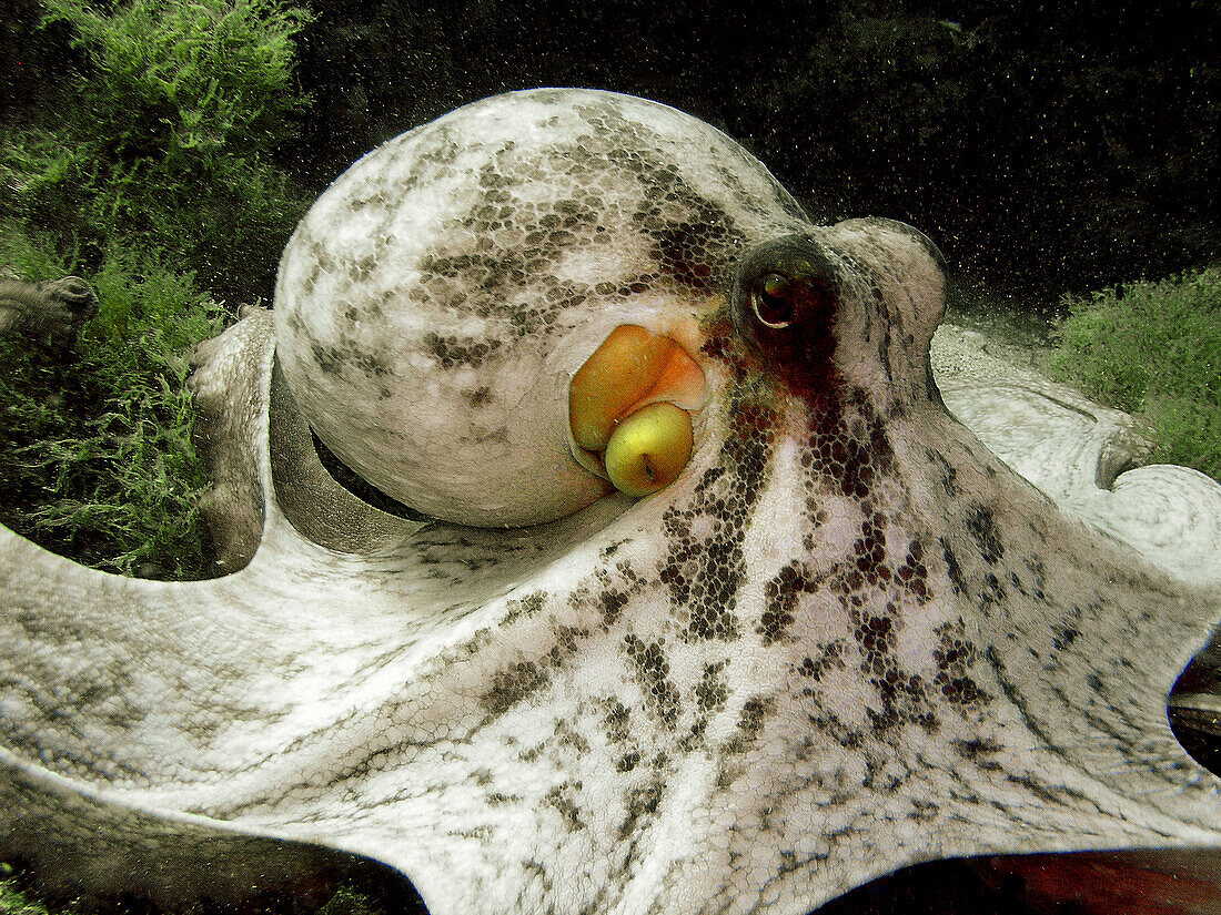 Common Octopus. Alicante province, Comunidad Valenciana, Spain