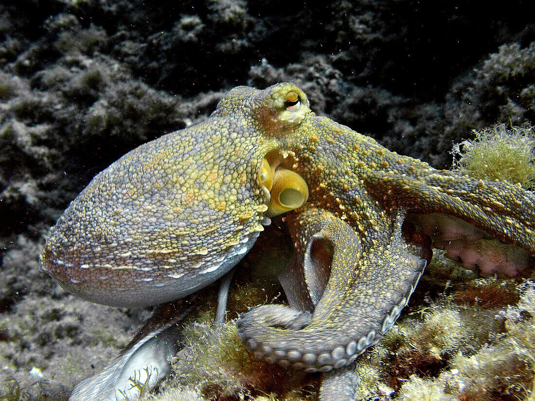 Octopus. Benidorm. Alicante province. Spain