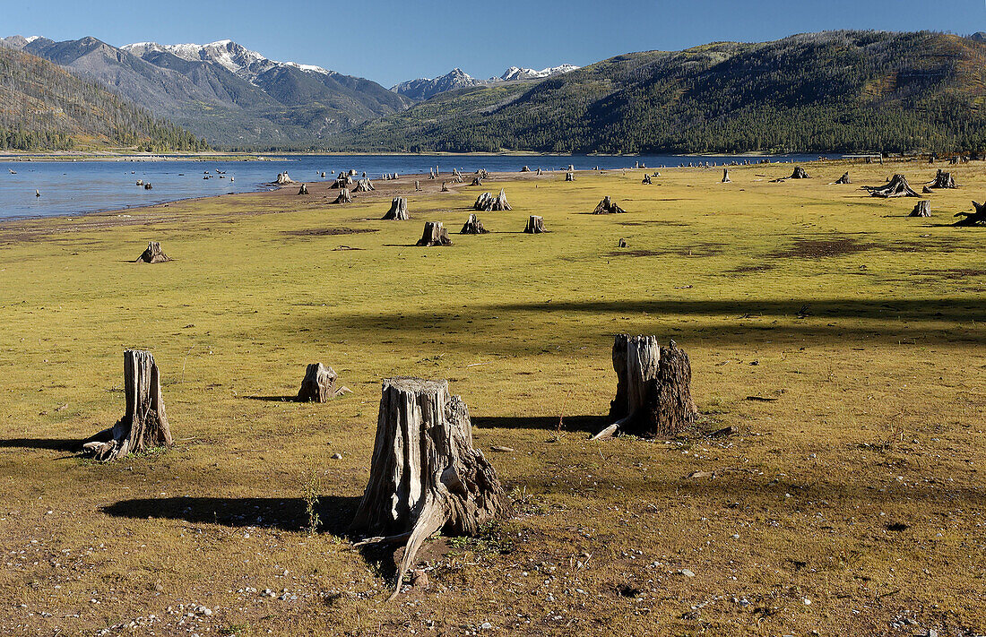 Stumps of dead trees once covered by water at Vallectio reservoir, Colorado. USA