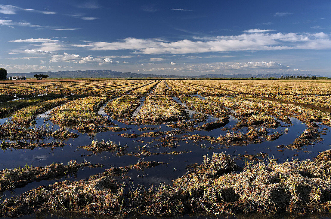 Harvested ricefield. Delta del Ebro. Tarragona province. Catalonia, Spain