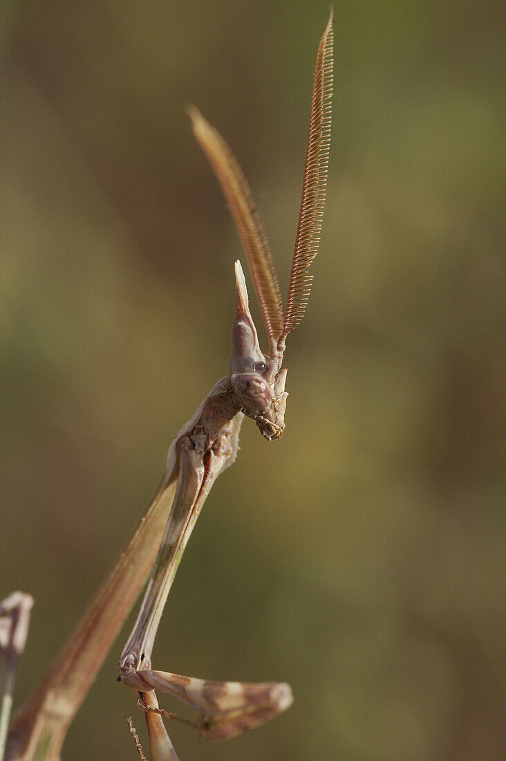 praying-mantis-mantis-religiosa-bild-kaufen-70200897-lookphotos